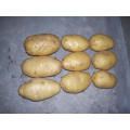 Export Standard Yellow Fresh Potato